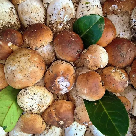 Da Bruno Hotel Rocchetta Ligure